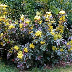 Mahonia commun